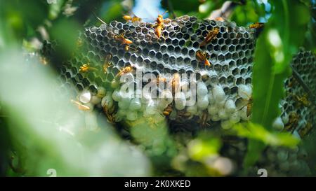 Gros plan de guêpes jaunes ou d'insectes mortels de Ropalidia marginata avec un grand nid d'abeille et des oeufs blancs sur une grande branche d'arbre. Banque D'Images