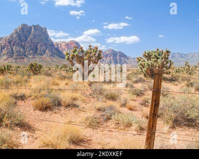 Paysage du désert du Nevada avec soulèvement de roches montrant des bandes rouges d'oxyde de fer sous le ciel bleu et des joshua arbres dispersés au-delà de la clôture dans Red Rock Canyon en M Banque D'Images