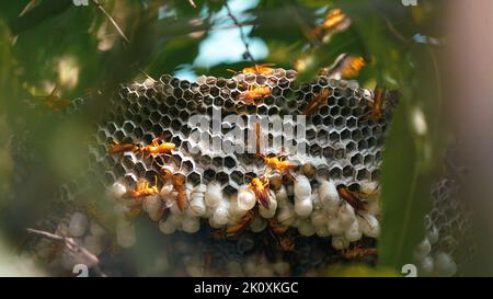 Gros plan de guêpes jaunes ou d'insectes mortels de Ropalidia marginata avec un grand nid d'abeille et des oeufs blancs sur une grande branche d'arbre. Banque D'Images