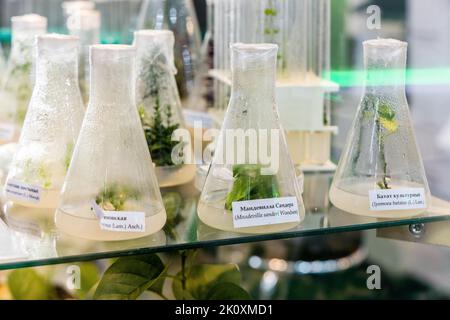 plantes à propagation clonale médicinales, épicées-aromatiques cultivées pour obtenir des métabolites secondaires précieux Banque D'Images