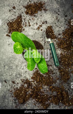 Propagation et replantation de légumes concept de semis avec pots de fleurs, sol et outils de jardinage Banque D'Images