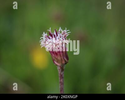 Gros plan de la fleur du pied-de-montagne alpin (nom latin : Homogyne alpina) à la montagne Beleg, Mokra gora dans l'ouest de la Serbie Banque D'Images