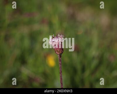 Gros plan de la fleur du pied-de-montagne alpin (nom latin : Homogyne alpina) à la montagne Beleg, Mokra gora dans l'ouest de la Serbie Banque D'Images