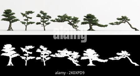 3D illustration de l'ensemble Podocarpus macrophyllus bonsai isolé sur blanc et son masque Banque D'Images