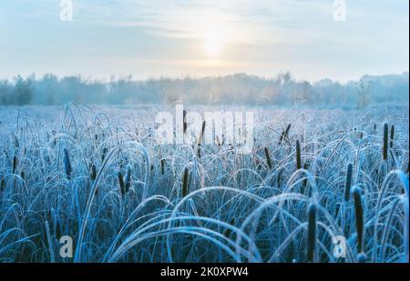 Le gel matinal couvrait les roseaux de gel, le brouillard s'élève au-dessus du lac et cristallise immédiatement dans les rayons du soleil levant Banque D'Images