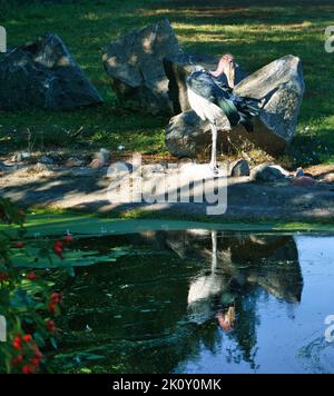 Le héron gris est assis sur la terre et repose au soleil. Un chasseur élégant qui se trouve presque partout dans le monde. Photo animale d'un oiseau de la nature Banque D'Images