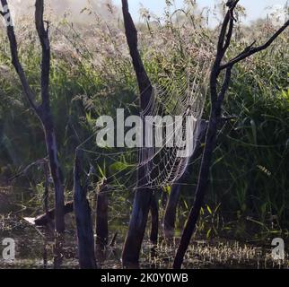 Des filets d'araignée sont suspendus sur des arbres morts au-dessus de la rivière. Prés d'été dans la rosée brumeuse. Les Anglais l'appellent comme le matin de la toile d'araignée (je pense que dans ce cas Banque D'Images