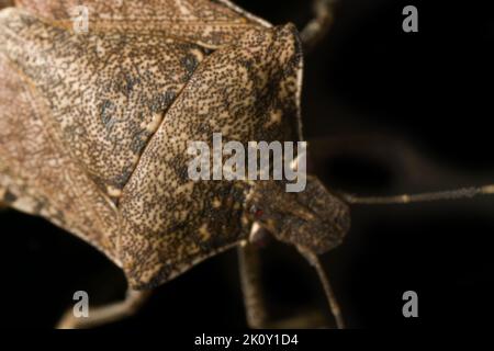 True bugs (Hemiptera), portrait de tête ultra macro sur fond noir. Macro-photographie bug Banque D'Images