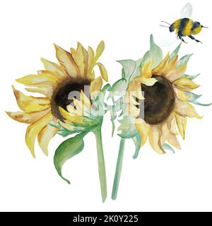 Tournesol ensoleillé avec aquarelle bourdon sur fond blanc. Travail de trame. Il peut être utilisé dans les cartes postales, les modèles, les calendriers Banque D'Images