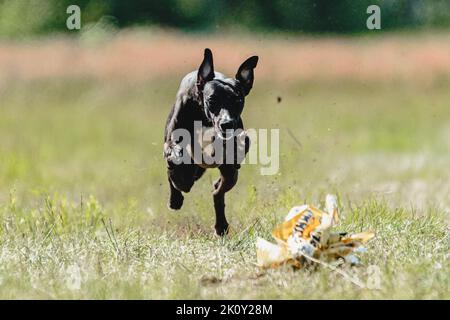 Chien courant dans un champ vert et chasse à plein régime sur la course directement dans l'appareil photo Banque D'Images