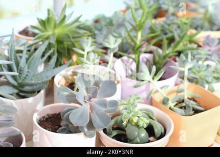 divers succulents en pot sur un rebord de fenêtre, collection de différentes plantes succulentes dans une pièce. plantes résistantes à la sécheresse, fleurs faciles à entretenir. SC Banque D'Images