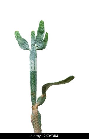 Vert opuntia plante de cactus tropicale isolée sur fond blanc inclure un chemin de coupure. Banque D'Images