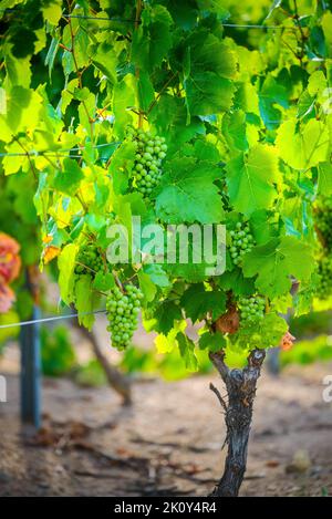 Jeunes raisins gamay du Beaujolais avec lumières du matin en France Banque D'Images