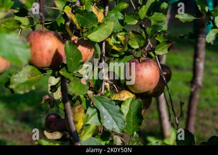 Plusieurs pommes de jardin à la maison avec champignon et maladie en été. Banque D'Images
