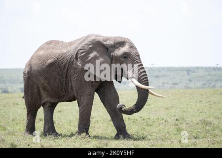 Kenya, Naibosho, 2022-02-12. Un éléphant marche dans l'herbe. Photographie par Alexander BEE / Hans Lucas. Banque D'Images