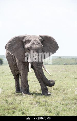 Kenya, Naibosho, 2022-02-12. Un éléphant marche dans l'herbe. Photographie par Alexander BEE / Hans Lucas. Banque D'Images