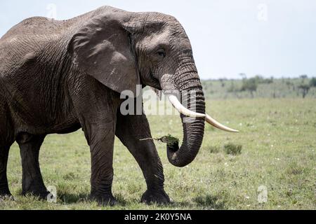 Kenya, Naibosho, 2022-02-12. Un éléphant marche dans l'herbe. Photographie par Alexander BEE / Hans Lucas. Banque D'Images