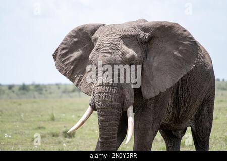 Kenya, Naibosho, 2022-02-12. Un éléphant marche dans l'herbe. Photographie par Alexander BEE / Hans Lucas. Banque D'Images