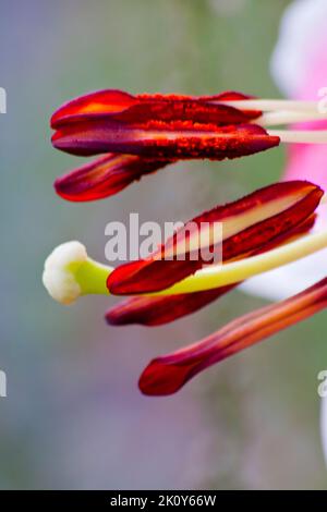 Stargazer Lilies (Lilium) dans Garden Hook Norton Oxfordshire Angleterre royaume-uni Banque D'Images