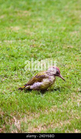 Green Woodpecker ( Picus viridis) Warwickshire Angleterre royaume-uni Banque D'Images