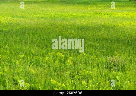 Mauvaises herbes parmi une pelouse surcultivée au début du printemps. Banque D'Images