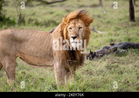 Kenya, Naibosho, 2022-02-12. Un lion dans la savane. Photographie par Alexander BEE / Hans Lucas. Banque D'Images