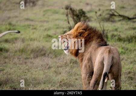 Kenya, Naibosho, 2022-02-12. Un lion dans la savane. Photographie par Alexander BEE / Hans Lucas. Banque D'Images