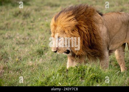 Kenya, Naibosho, 2022-02-12. Un lion dans la savane. Photographie par Alexander BEE / Hans Lucas. Banque D'Images
