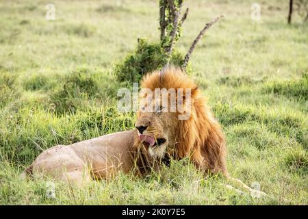 Kenya, Naibosho, 2022-02-12. Un lion dans la savane. Photographie par Alexander BEE / Hans Lucas. Banque D'Images