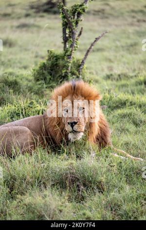 Kenya, Naibosho, 2022-02-12. Un lion dans la savane. Photographie par Alexander BEE / Hans Lucas. Banque D'Images