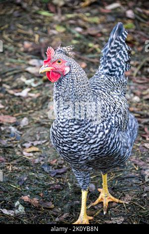 Un poulet moutley gris-blanc se promène dans une ferme du village Banque D'Images