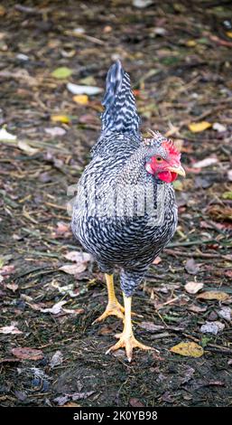 Un poulet moutley gris-blanc se promène dans une ferme du village. Banque D'Images