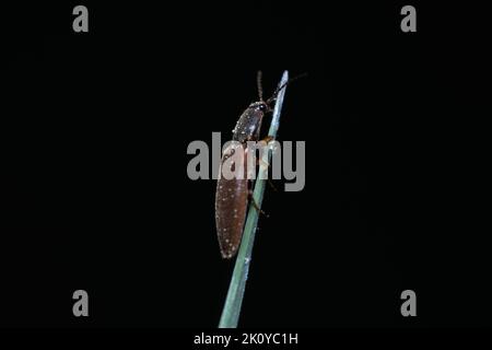Macro cliquez sur le coléoptère placé sur la feuille. Gros plan d'un coléoptère (Elateridae) dans le milieu naturel. Image détaillée Banque D'Images