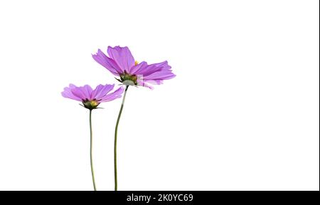 Fleur rose cosmos isolée sur fond blanc avec espace de copie. La profondeur de champ florale inclut le chemin d'écrêtage. Banque D'Images