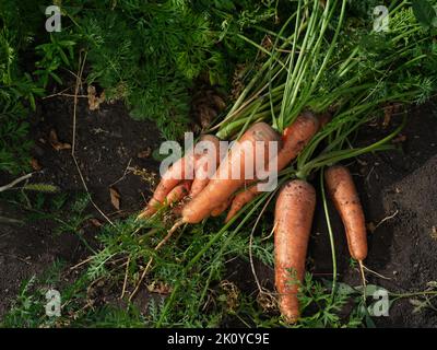 Carottes organiques fraîchement récoltées sur le sol. Gros plan. Banque D'Images