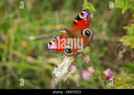 Le paon aux couleurs vives rouge, violet, violet, noir et bleu est assis sur une fleur de mauvaises herbes. Arrière-plan vert flou. Banque D'Images