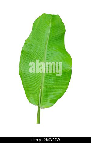 Feuille de banane avec gouttes de pluie isolées sur fond blanc, y compris un chemin d'écrêtage. Banque D'Images