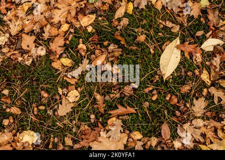 Des feuilles de chêne et des glands tombés sur le sol en automne Banque D'Images