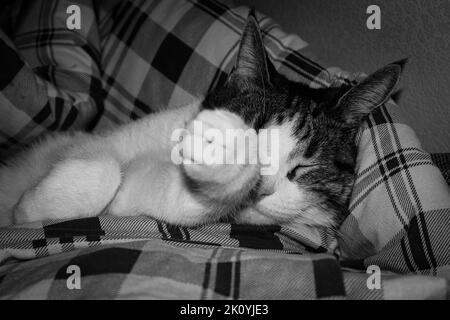 Photo en niveaux de gris d'un adorable chat endormi dans un lit d'animal Banque D'Images