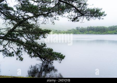 Polacappul Lough est un lac dans le comté de Galway. Polacappul Lough est situé à l'ouest de Kylemore Lough, et au nord-ouest de Benbaun. Pittoresque en Irlande. Banque D'Images