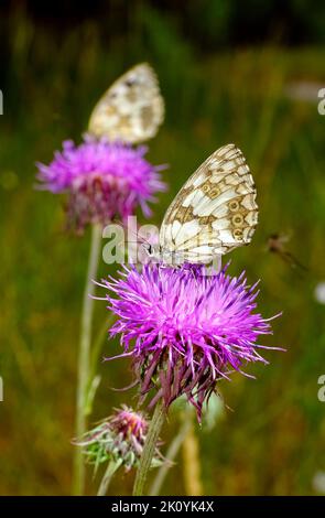 Europe, Ukraine, région de Kharkiv, Kharkiv, papillon, Papillons, été, Lepidoptera Linnaeus, Zeugloptera, Aglossata, Glossata Banque D'Images