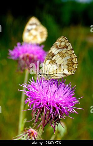 Europe, Ukraine, région de Kharkiv, Kharkiv, papillon, Papillons, été, Lepidoptera Linnaeus, Zeugloptera, Aglossata, Glossata Banque D'Images