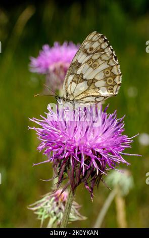 Europe, Ukraine, région de Kharkiv, Kharkiv, papillon, Papillons, été, Lepidoptera Linnaeus, Zeugloptera, Aglossata, Glossata Banque D'Images