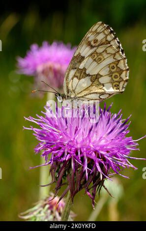 Europe, Ukraine, région de Kharkiv, Kharkiv, papillon, Papillons, été, Lepidoptera Linnaeus, Zeugloptera, Aglossata, Glossata Banque D'Images