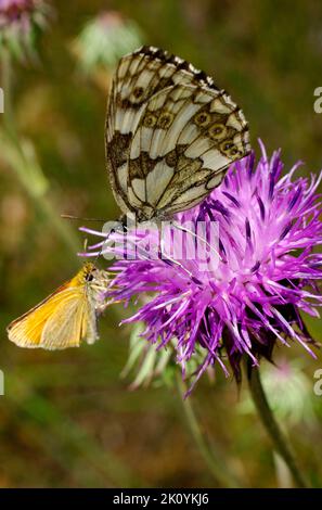 Europe, Ukraine, région de Kharkiv, Kharkiv, papillon, Papillons, été, Lepidoptera Linnaeus, Zeugloptera, Aglossata, Glossata Banque D'Images