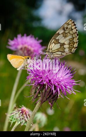 Europe, Ukraine, région de Kharkiv, Kharkiv, papillon, Papillons, été, Lepidoptera Linnaeus, Zeugloptera, Aglossata, Glossata Banque D'Images