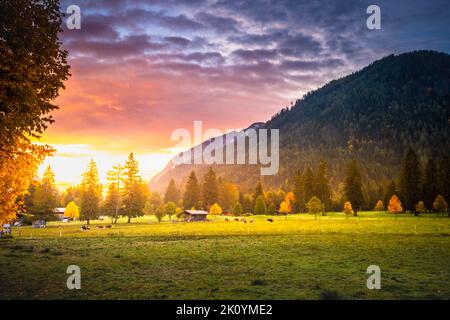 Vaches paissant dans les Alpes au lever du soleil d'automne, montagnes Karwendel à Innsbruck, Tyrol Banque D'Images