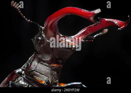 Europe, Ukraine, région de Kharkiv, coléoptère de Stag, Lucanus cervus, Lucanus, livre rouge, Banque D'Images