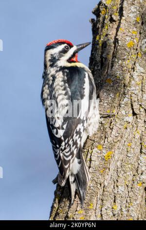 Le Sapsucker à ventre jaune mâle recherche de nourriture au début de la matinée du printemps Banque D'Images