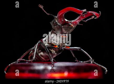 Europe, Ukraine, région de Kharkiv, coléoptère de Stag, Lucanus cervus, Lucanus, livre rouge, Banque D'Images